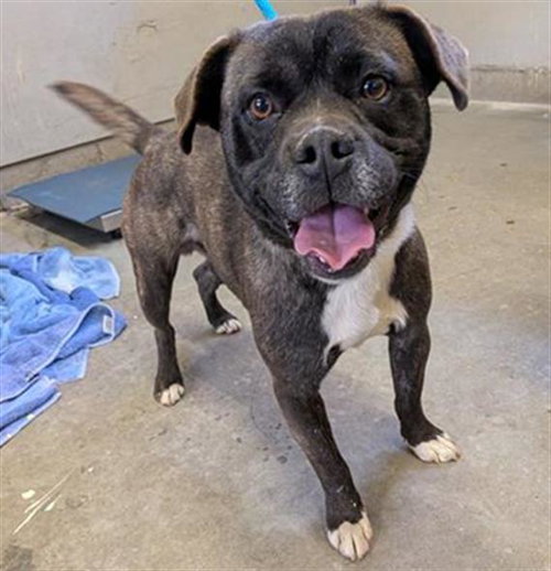 OLLY, an adoptable French Bulldog in Camarillo, CA