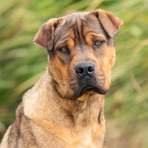 GRIZZLY, an adoptable Chinese Shar-Pei in Camarillo, CA