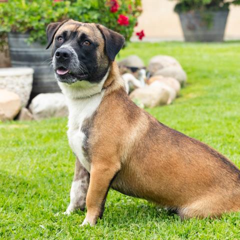 ARROW, an adoptable Pit Bull Terrier in Camarillo, CA