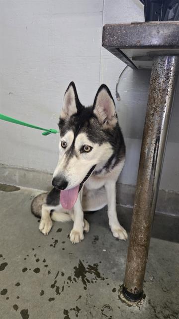 A884112, an adoptable Siberian Husky in Camarillo, CA