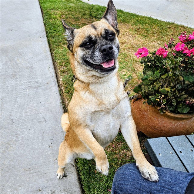 *MAX