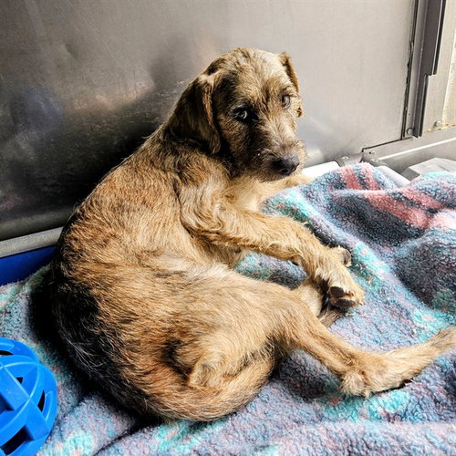 *BUFFY, an adoptable Border Terrier in Camarillo, CA
