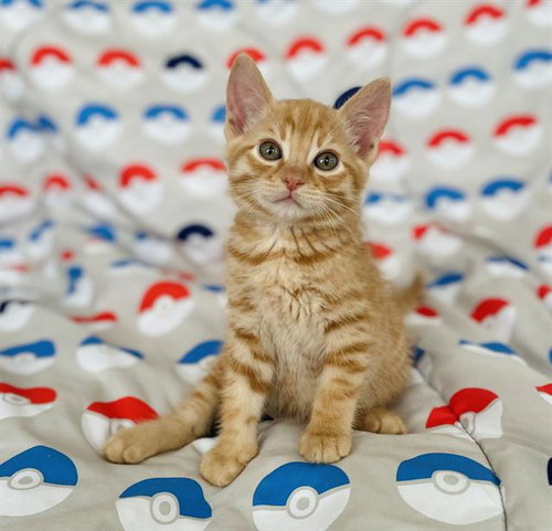 *Litten