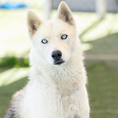 Snowball