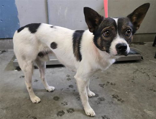 REX, an adoptable Rat Terrier in Camarillo, CA