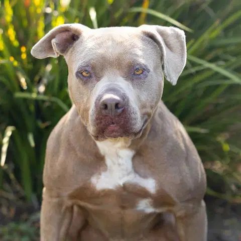 Clover - Pit Bull Terrier