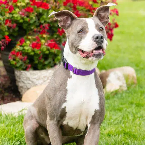 Mercury - American Staffordshire Terrier