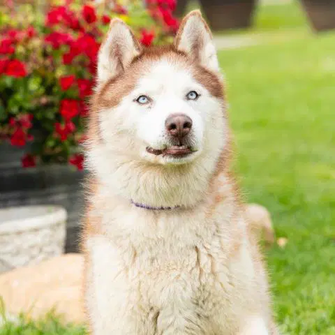Archimedes - Siberian Husky