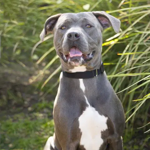 Astra - Pit Bull Terrier