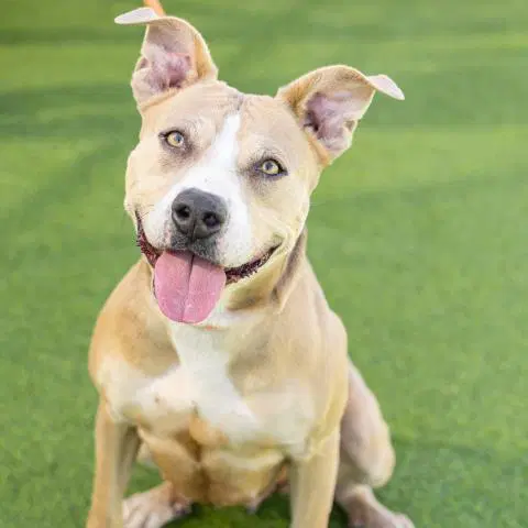 Princess - Pit Bull Terrier