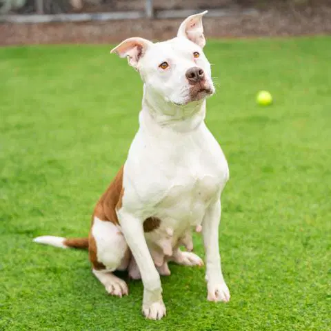 Bonnie - Pit Bull Terrier