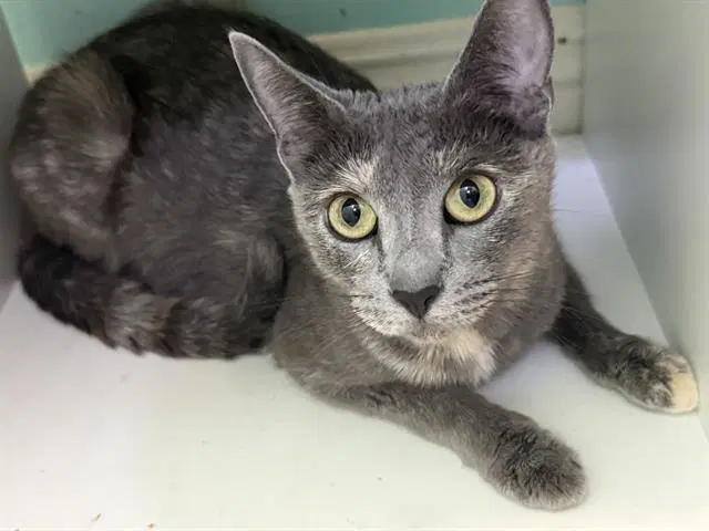 Sophie - Domestic Short Hair