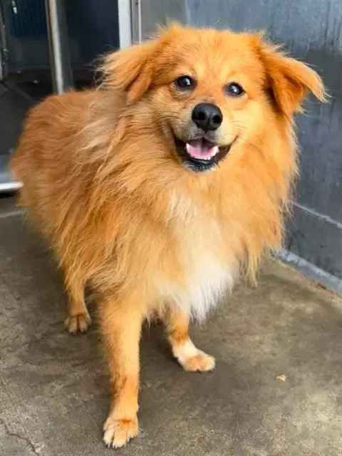 Nacho - Pomeranian
