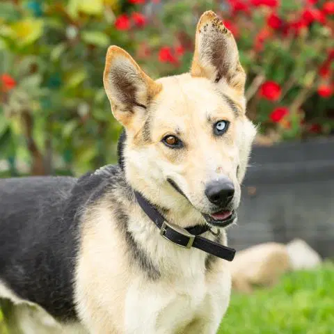 Kakashi - Husky/Shepherd