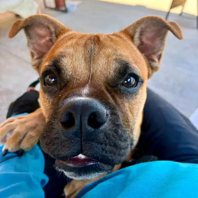 Floyd - Boxer