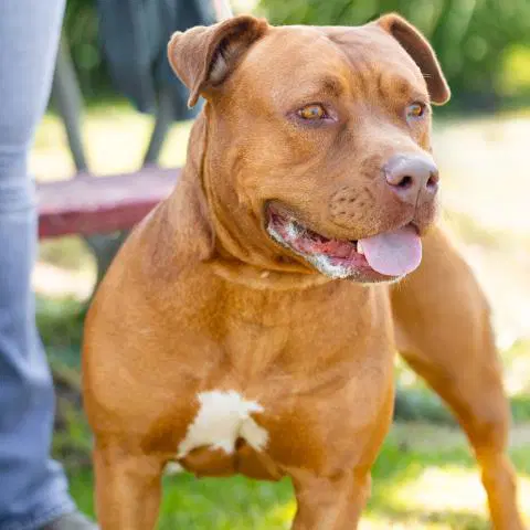 Thalli - Pit Bull Terrier