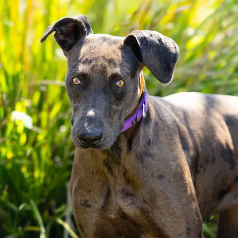 Big Mama - Great Dane