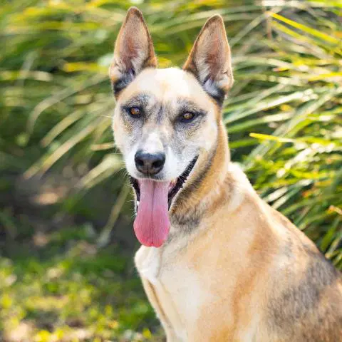 Unknown - German Shepherd Dog