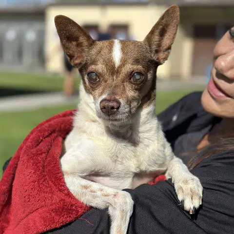 Unknown - Chihuahua