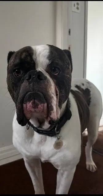 Niner - American Bulldog