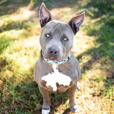 Grayson - Pit Bull Terrier