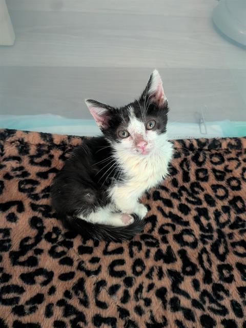 picture of the cat needing adoption