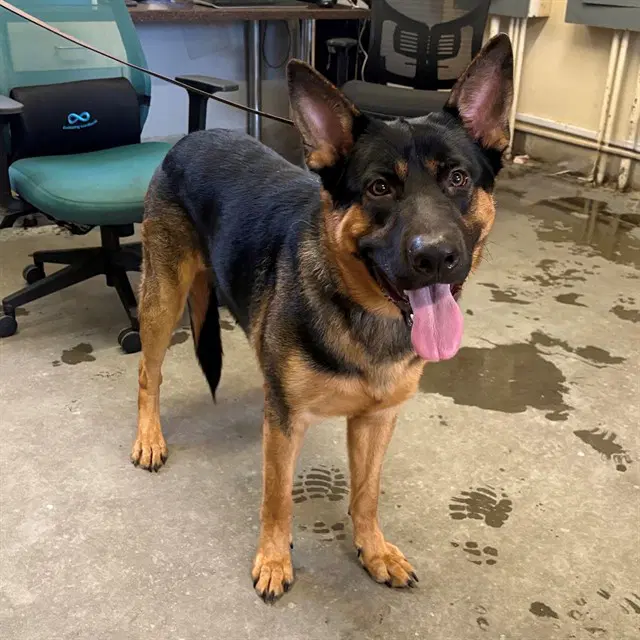 Anubus - German Shepherd Dog