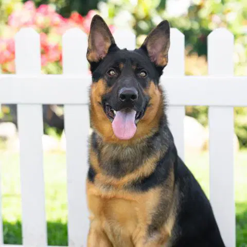 Anubus - German Shepherd Dog