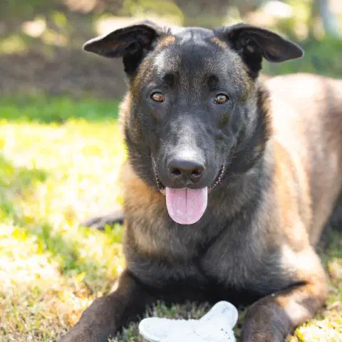 Romelu - Belgian Shepherd Malinois