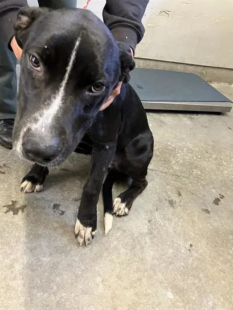 Unknown - Pit Bull Terrier