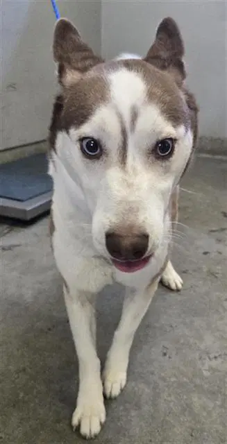 Unknown - Siberian Husky