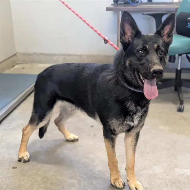 Pisces - German Shepherd Dog