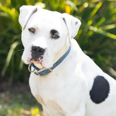 Holstein - Pit Bull Terrier