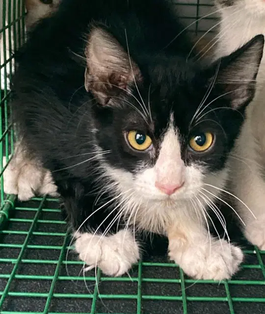 Unknown - Domestic Medium Hair