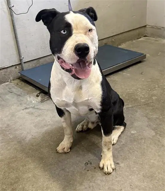 Unknown - Pit Bull Terrier