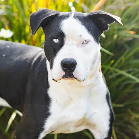 Leo - Pit Bull Terrier