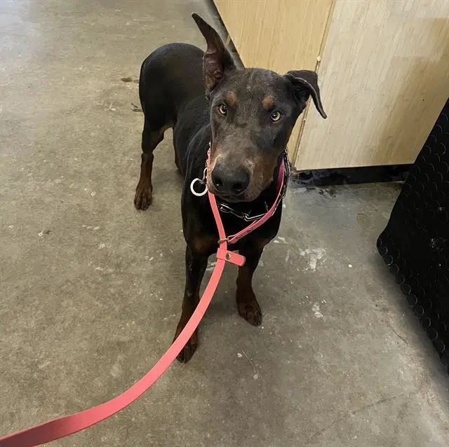 Cerberus - Doberman Pinscher