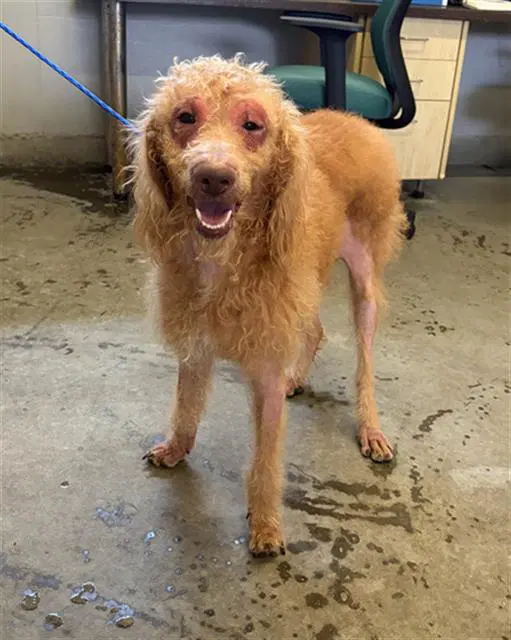 Lola - Poodle (Standard)