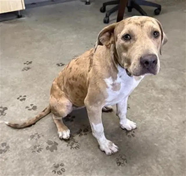 Sugar - Catahoula Leopard Dog