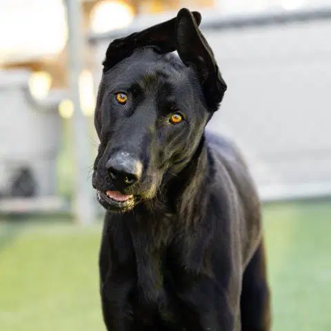 Buki - Labrador Retriever