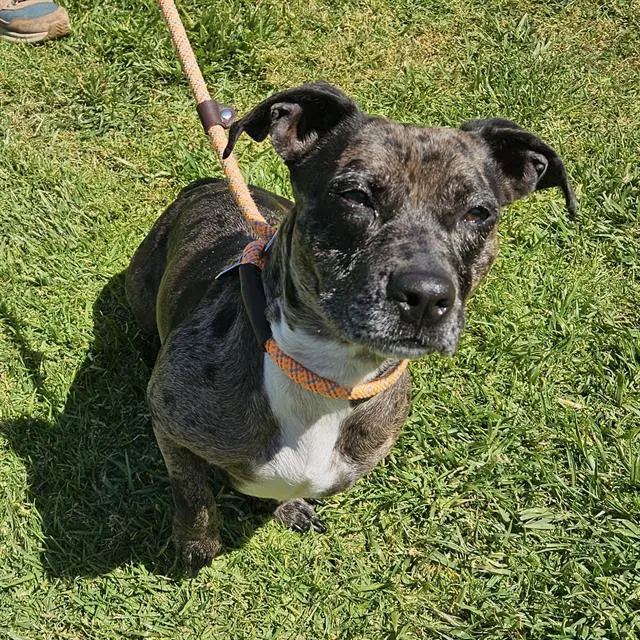 Clara - Pit Bull Terrier
