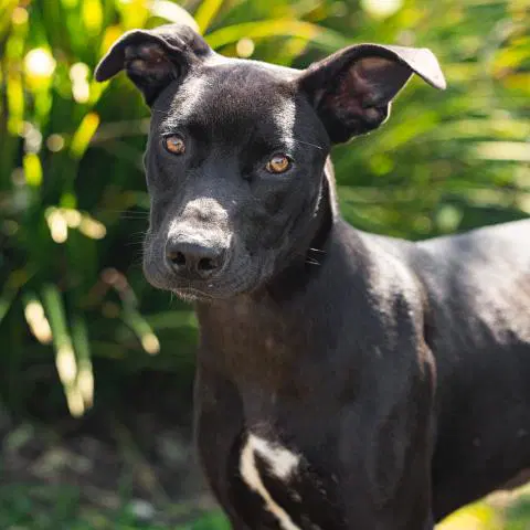 Eve - Pit Bull Terrier