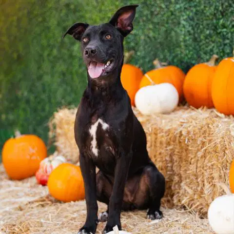 Eve - Pit Bull Terrier