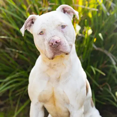 Webber - Pit Bull Terrier