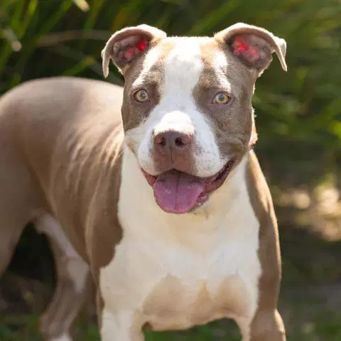 Barbie - Pit Bull Terrier