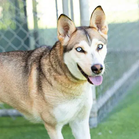 Nina Simone - Siberian Husky