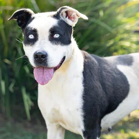 Hope - Pit Bull Terrier