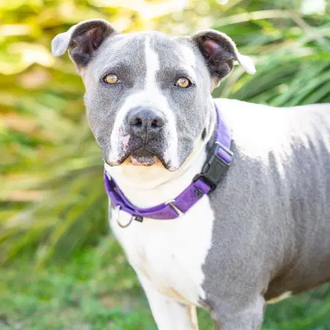 Chance - Pit Bull Terrier