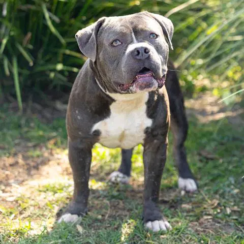 Shale - Pit Bull Terrier