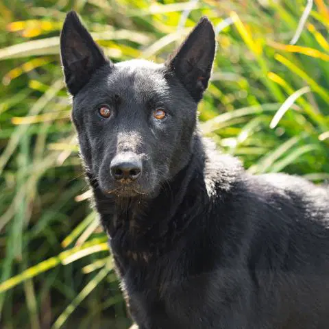 Flint - German Shepherd Dog